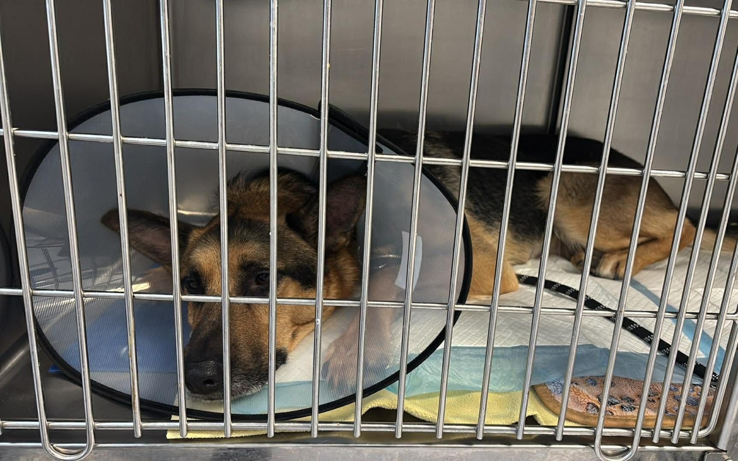 
        Pies w klatce po operacji, czeka na powrót do zdrowia.
    