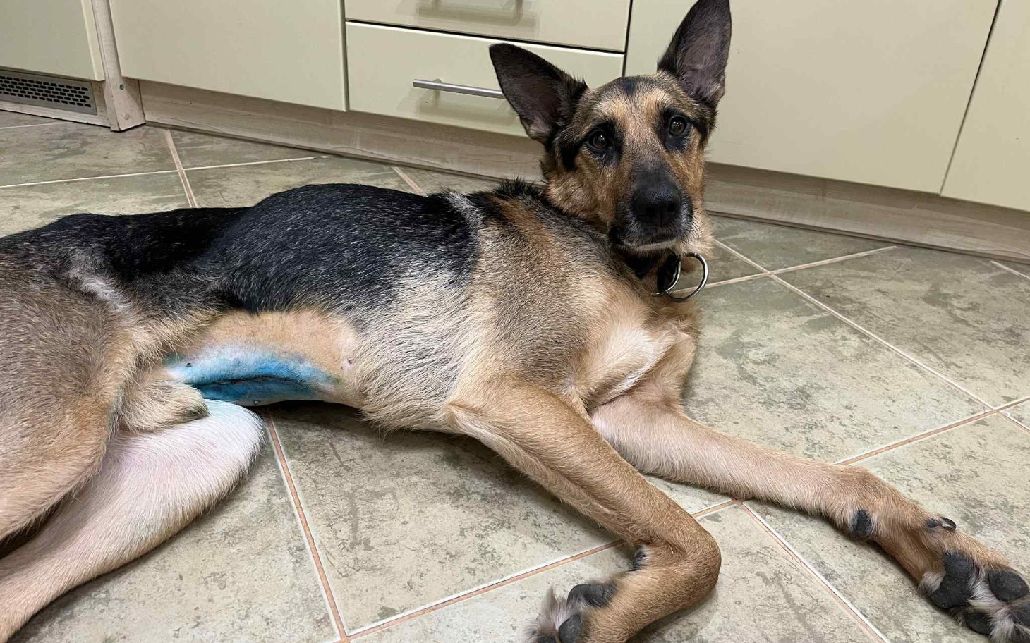 
        Pies leżący na podłodze w kuchni.
    