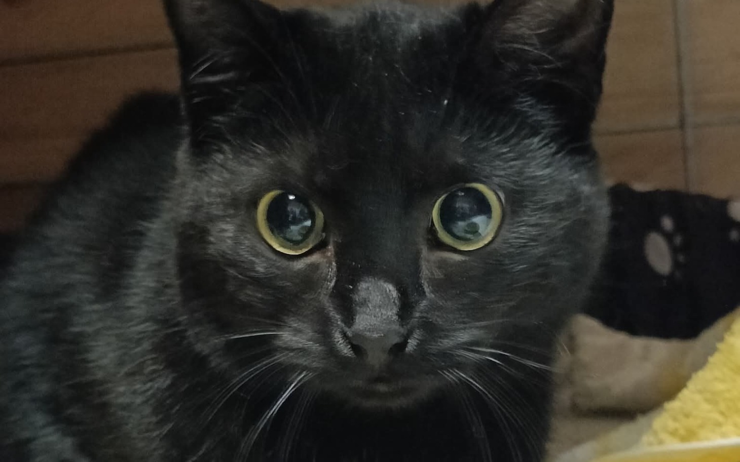 
        Czarny kot z dużymi oczami, patrzący intensywnie w obiektyw.
    