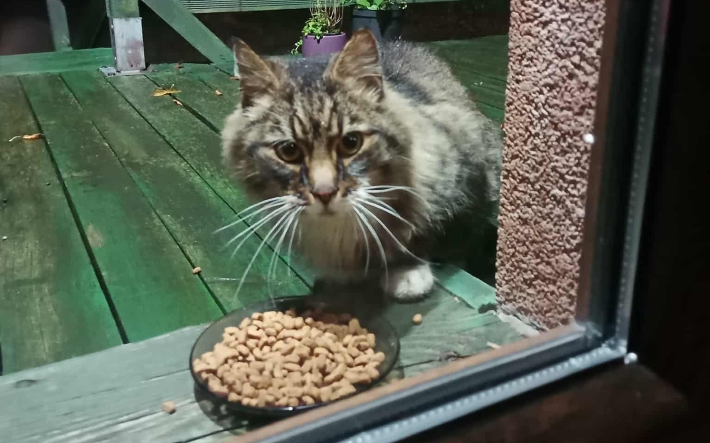 
        Kot z długimi wąsami, jedzący karmę na tarasie.
    