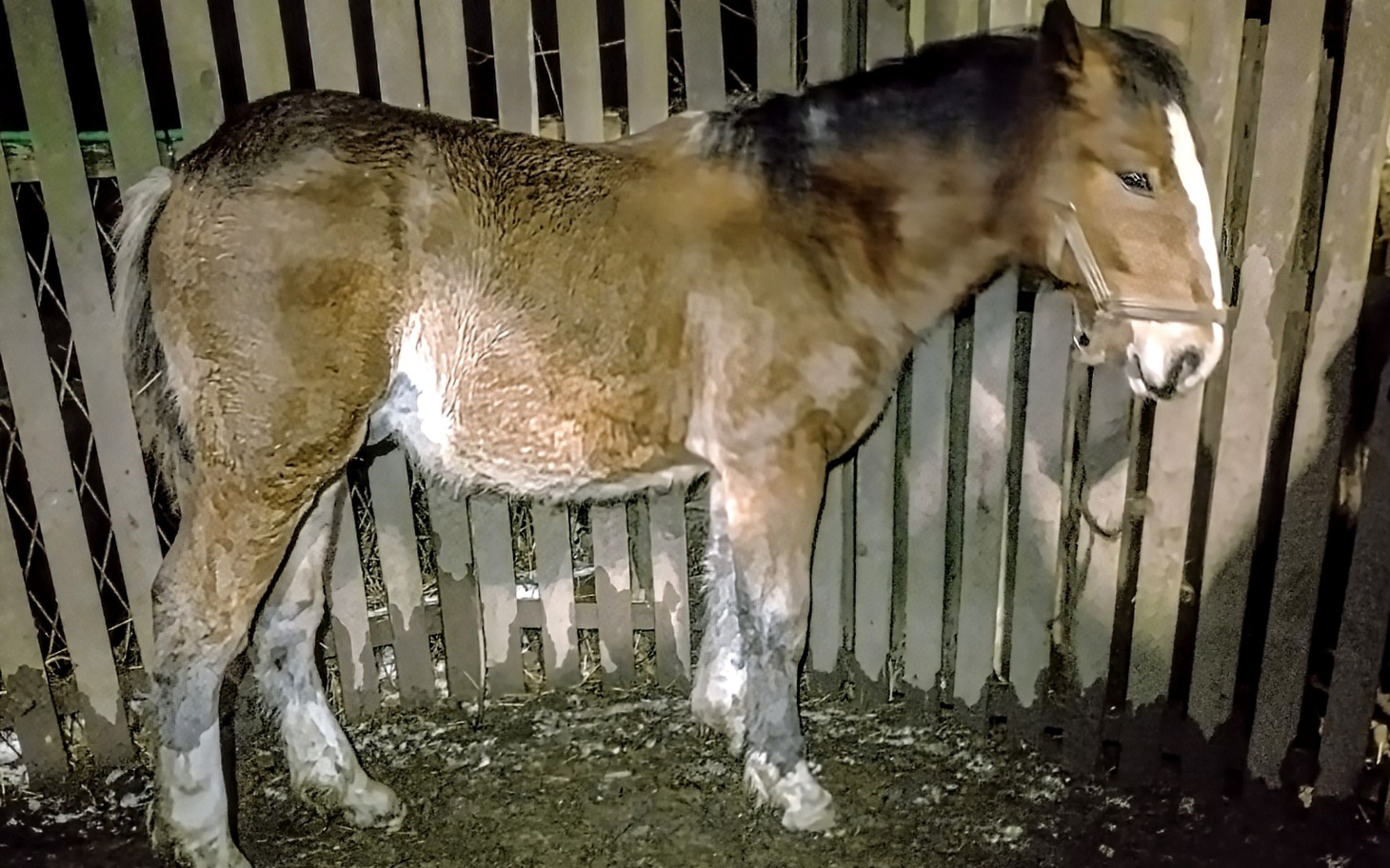 
        Młody koń stojący w stajni, w słabym świetle.
    
