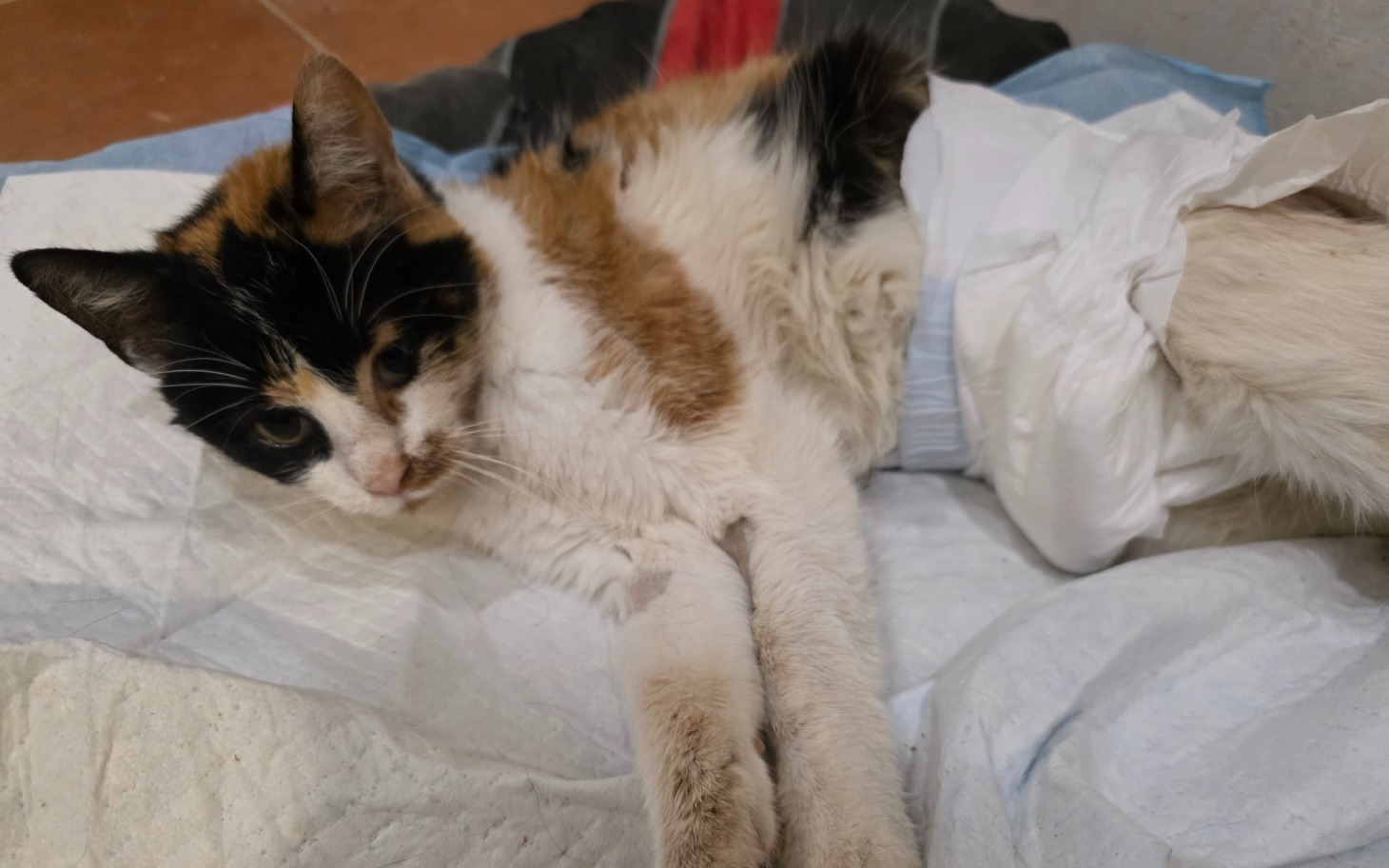 
        Chory kot leżący na poduszce, z opatrunkiem na ciele.
    