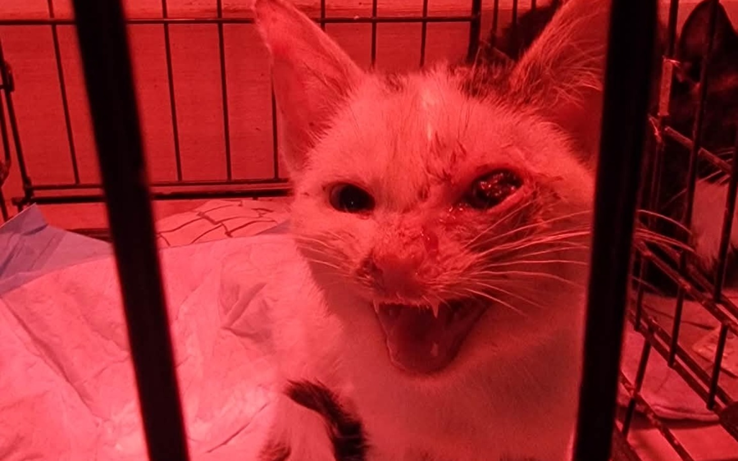 
        Chory kot w klatce, z uszkodzoną głową, w czerwonym świetle.
    