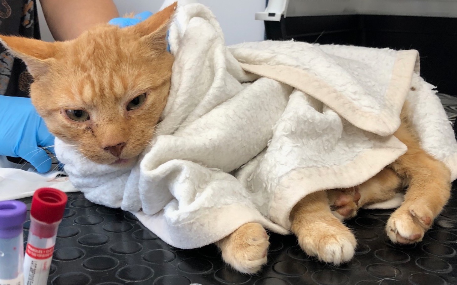 
        Rudy kot owinięty w koc, z wyrazem zmartwienia.
    