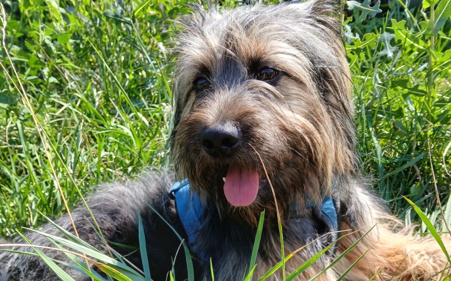 
        Pies leżący w trawie, z językiem na wierzchu.
    