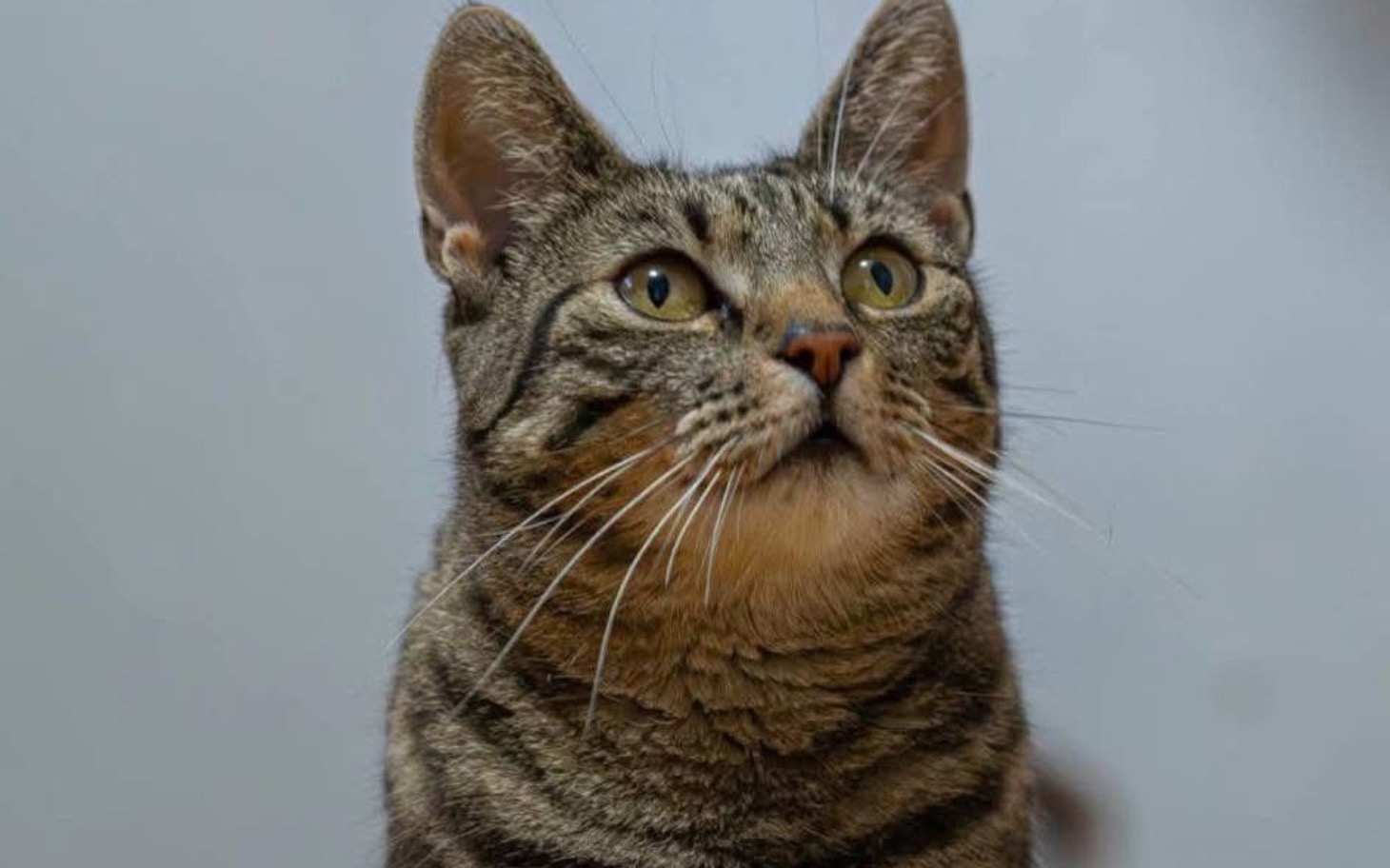 
        Kot z wyrazistymi oczami patrzy w górę, na neutralnym tle.
    