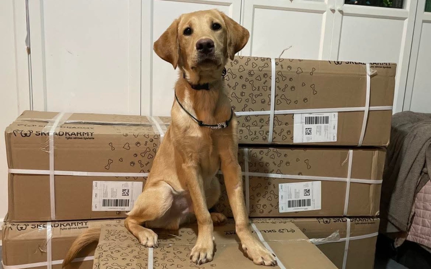 
        Pies rasy labrador siedzący na paczkach w kartonach.
    