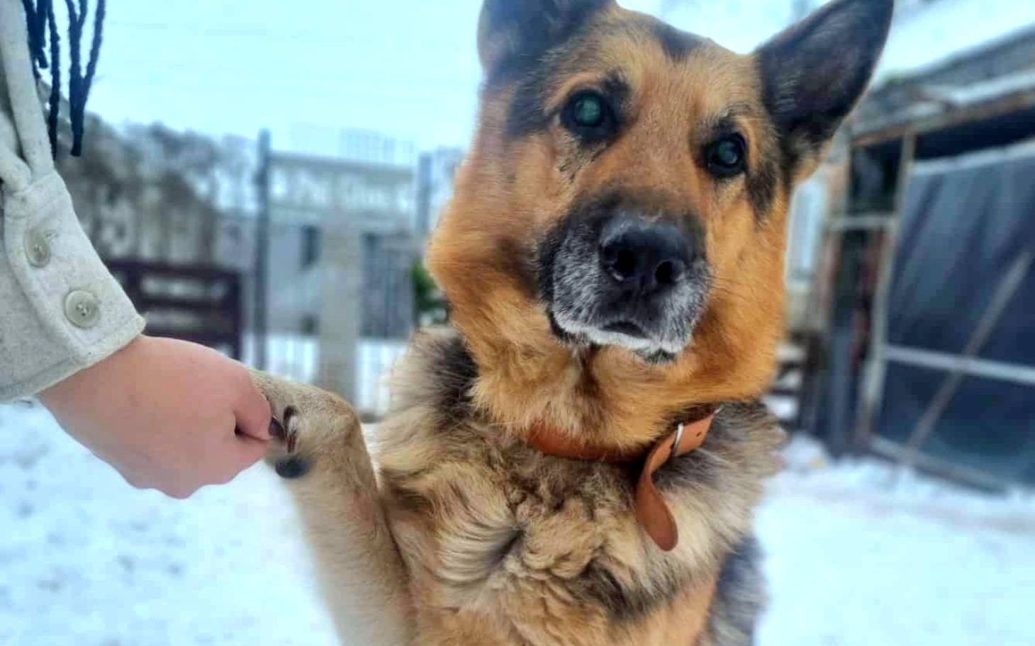 
        Pies rasy owczarek niemiecki, trzymający łapę.
    