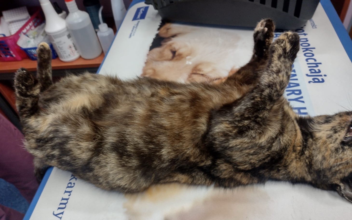 
        Kot leżący na stole, zrelaksowany i w pozycji na plecach.
    