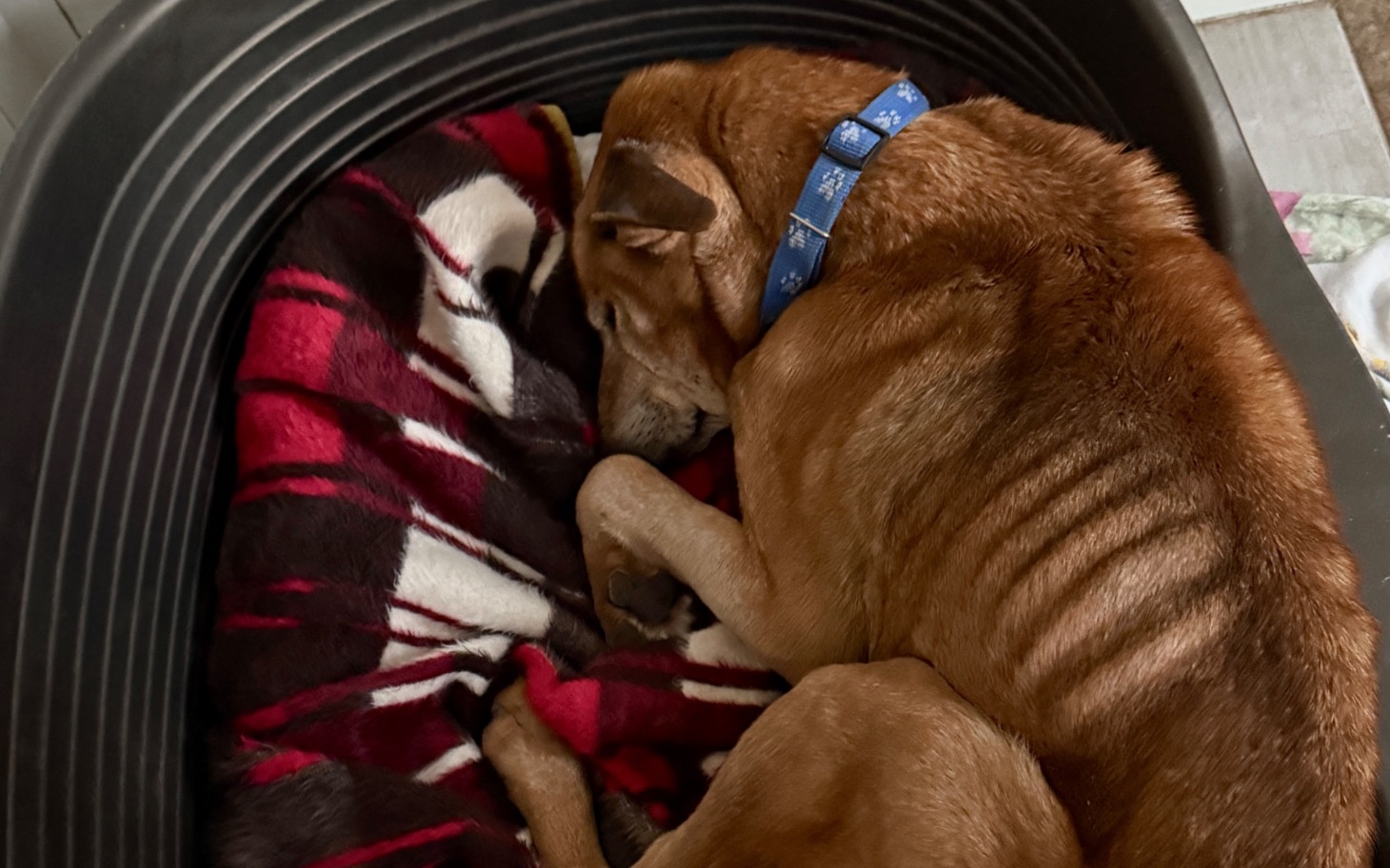 
        Pies śpiący w swoim legowisku na kocyku.
    