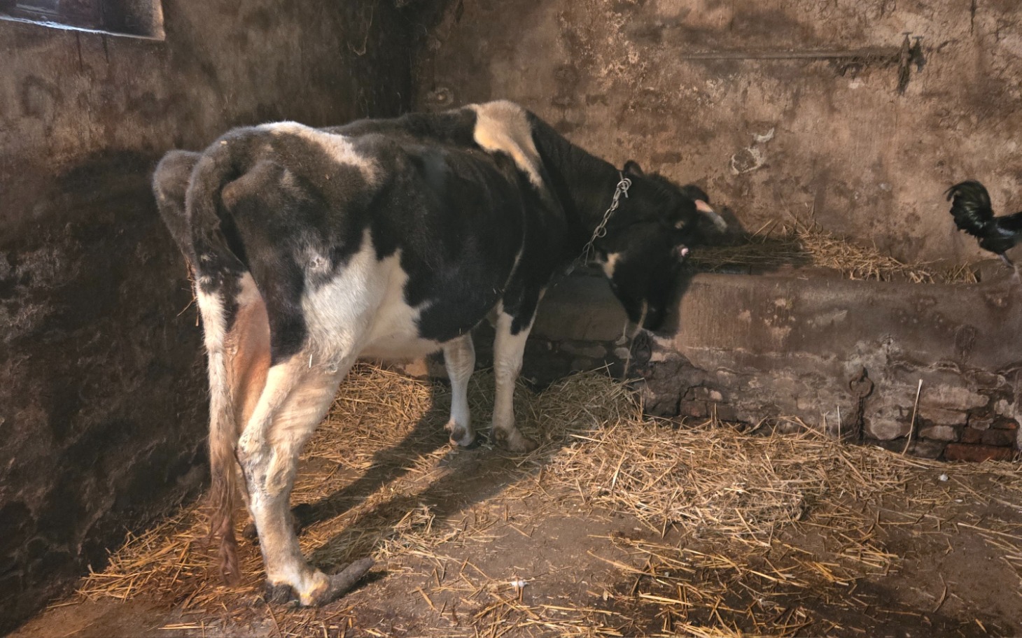 
        Krowa w stajni, stoi przy ścianie, otoczona słomą.
    