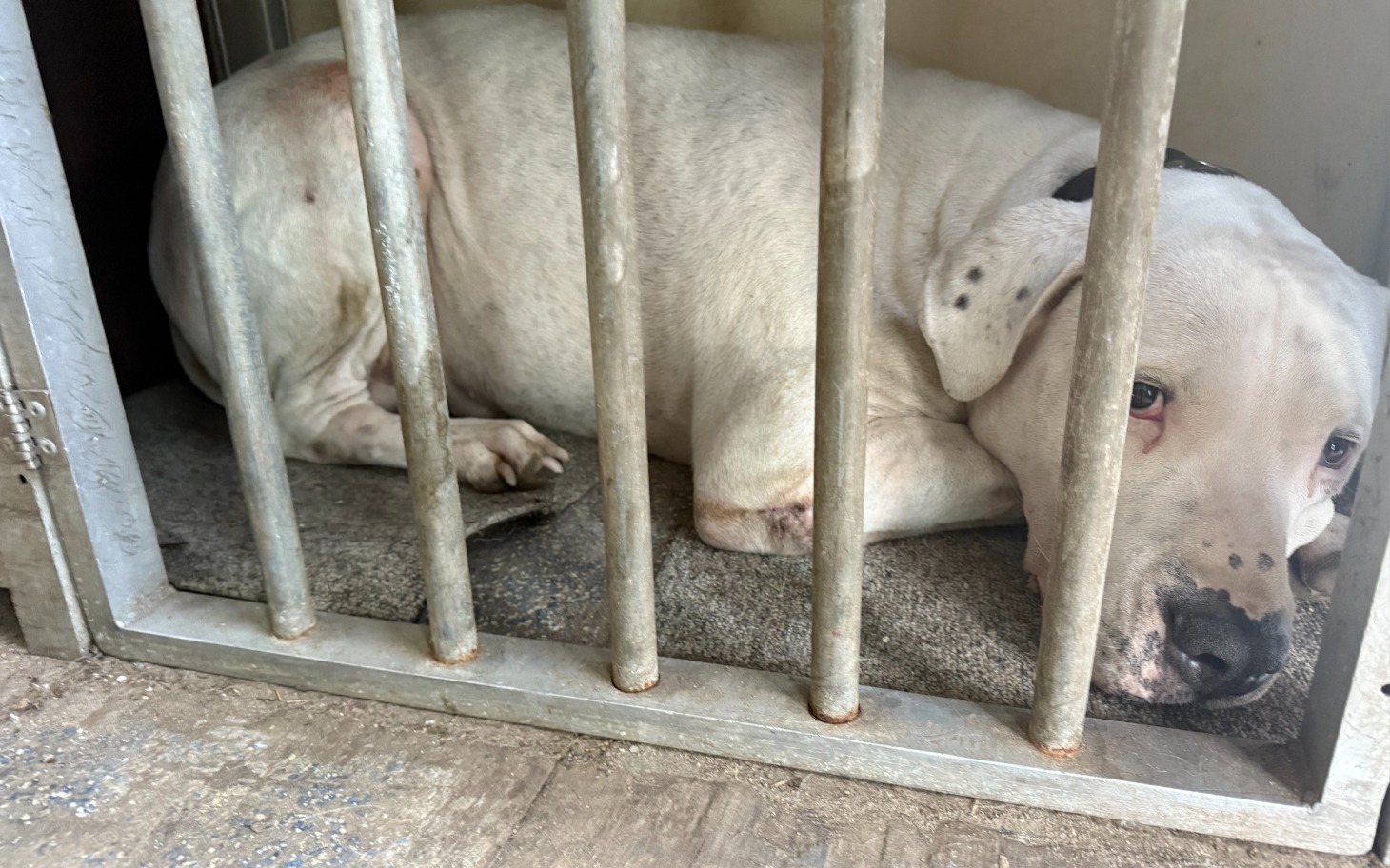 
        Biały pies leżący w klatce, wyglądający na smutnego.
    