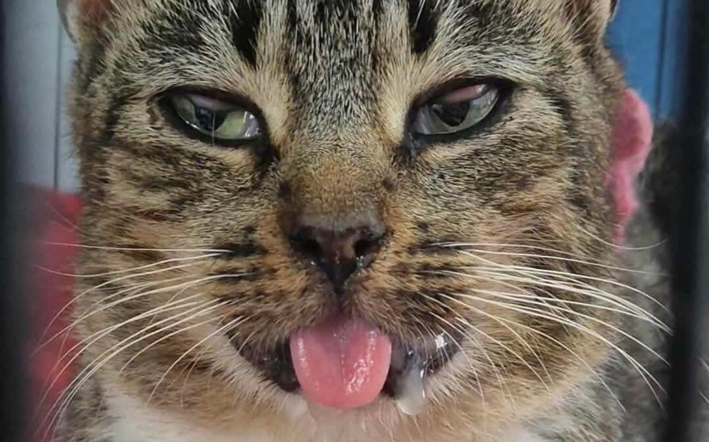 
        Kot z wystającym językiem, wyglądający na zrelaksowanego.
    