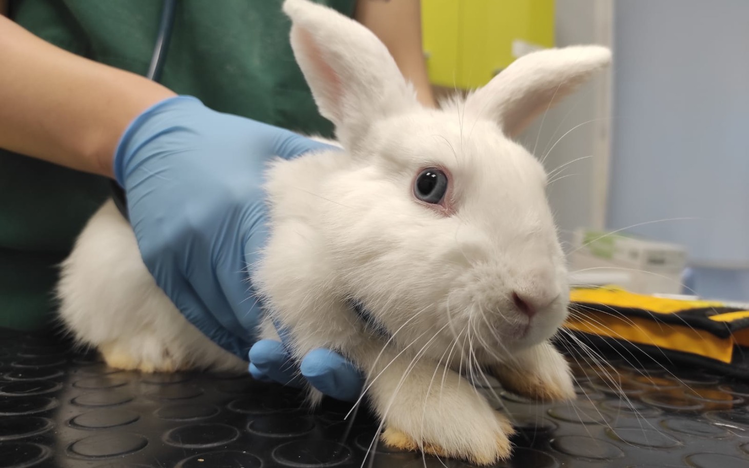 
        Biały królik trzymany przez osobę w rękawiczkach.
    