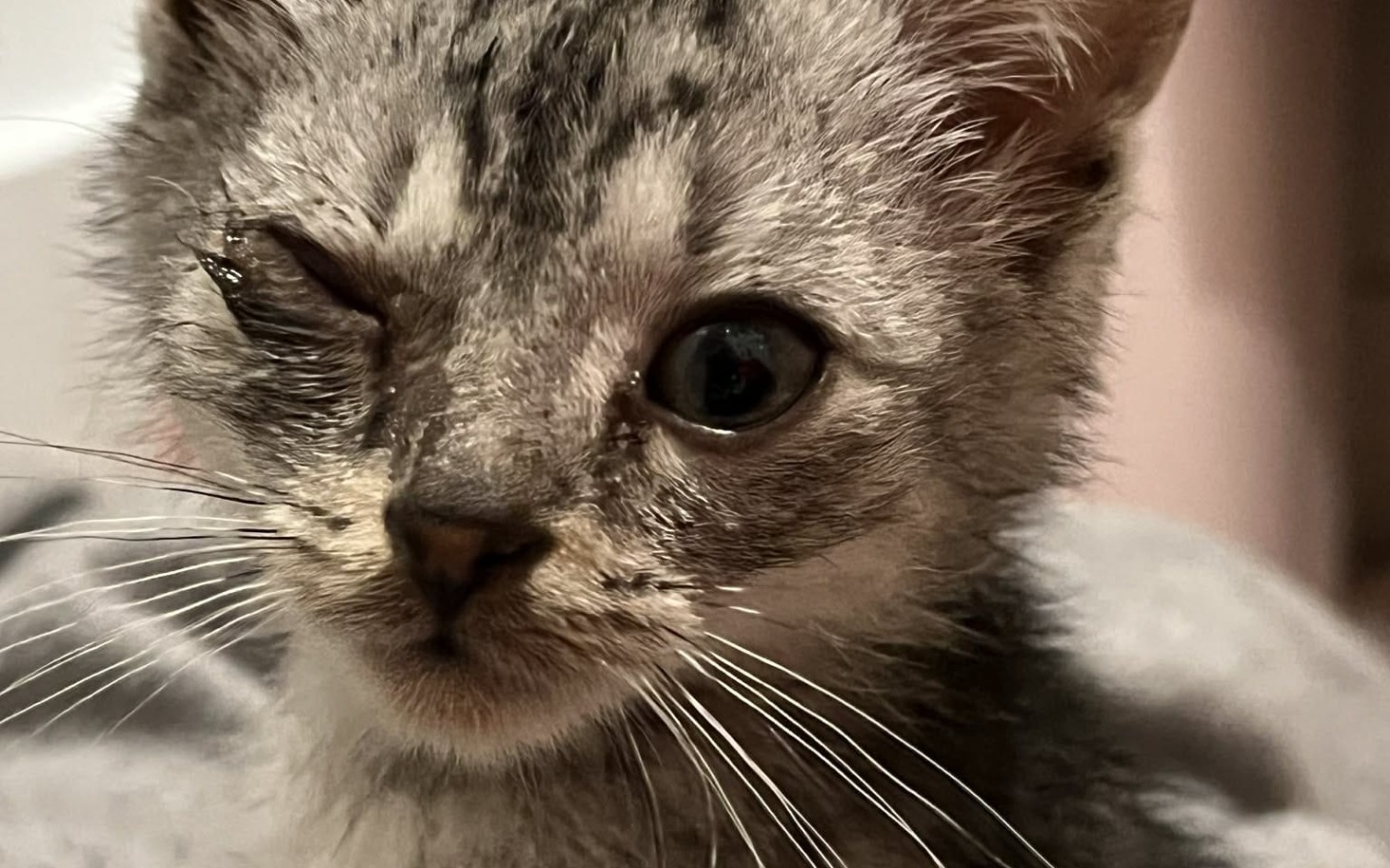 
        Kotek z jednym okiem, wygląda na zranionego, ale jest uroczy.
    