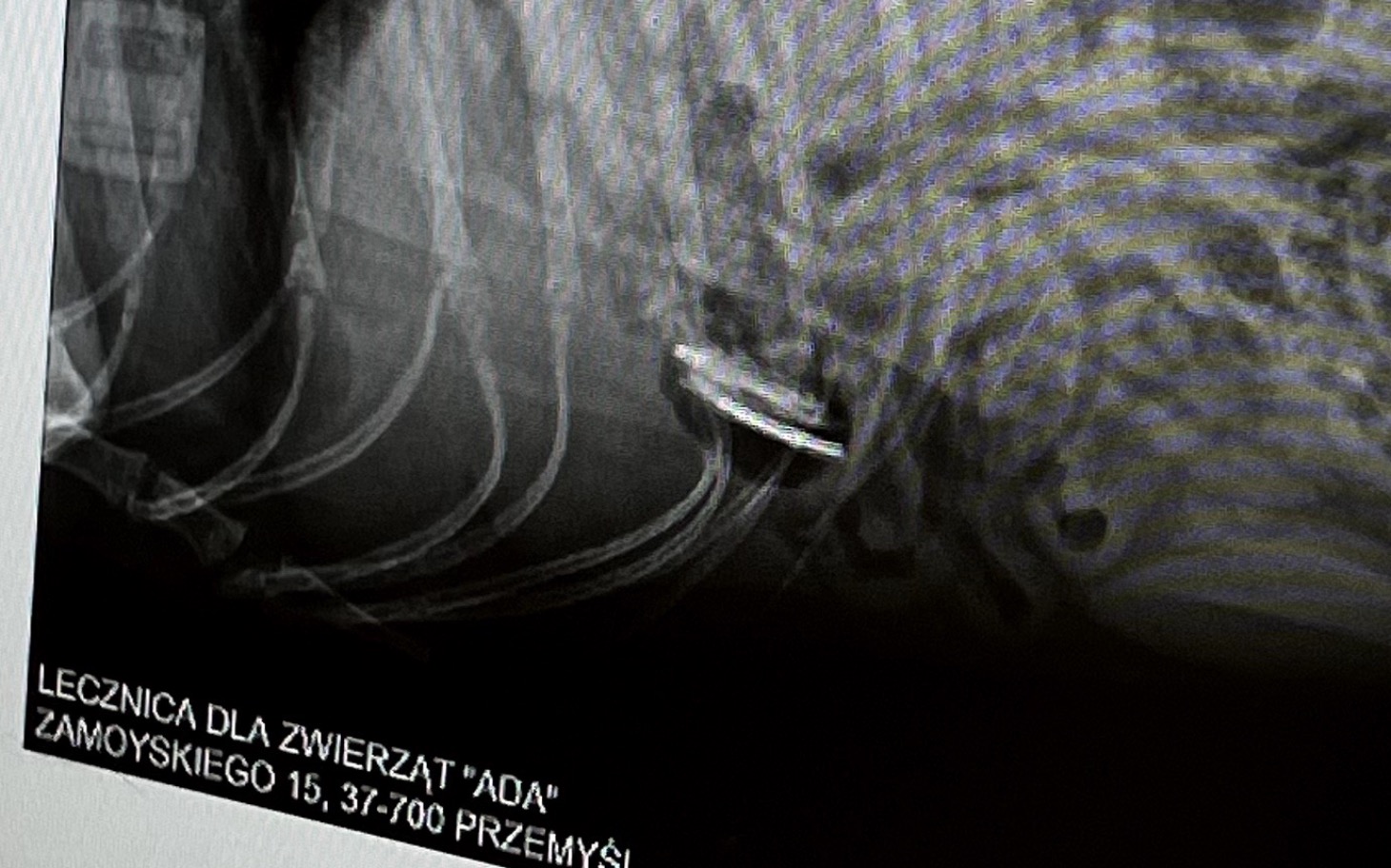 
        Rentgen psa, pokazujący jego zdrowie.
    