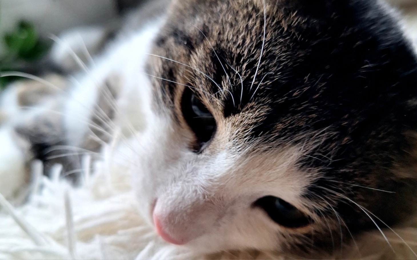 
        Zbliżenie na kota leżącego na miękkim kocu.
    