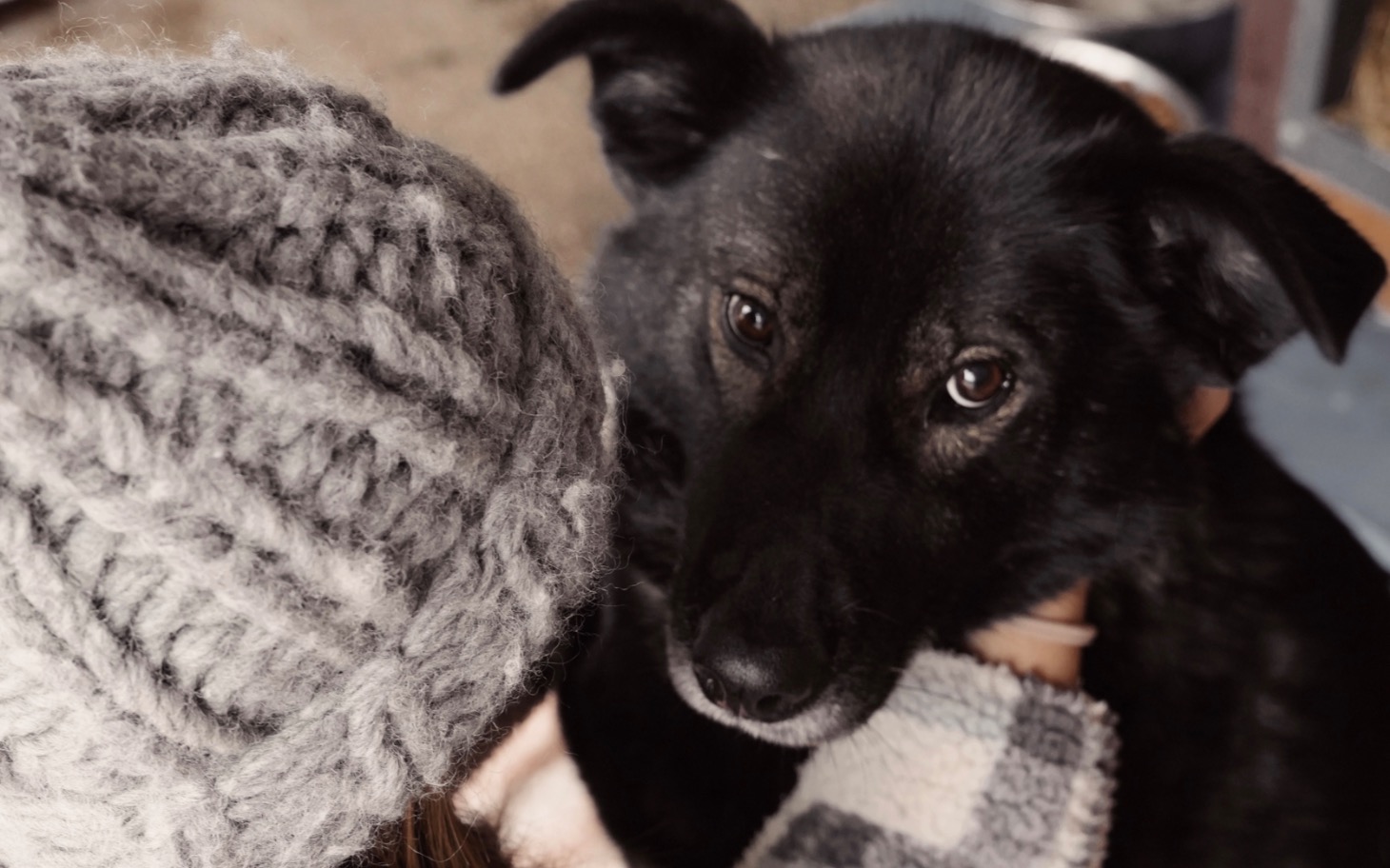 
        Czarny pies patrzy w obiektyw, blisko twarzy osoby.
    