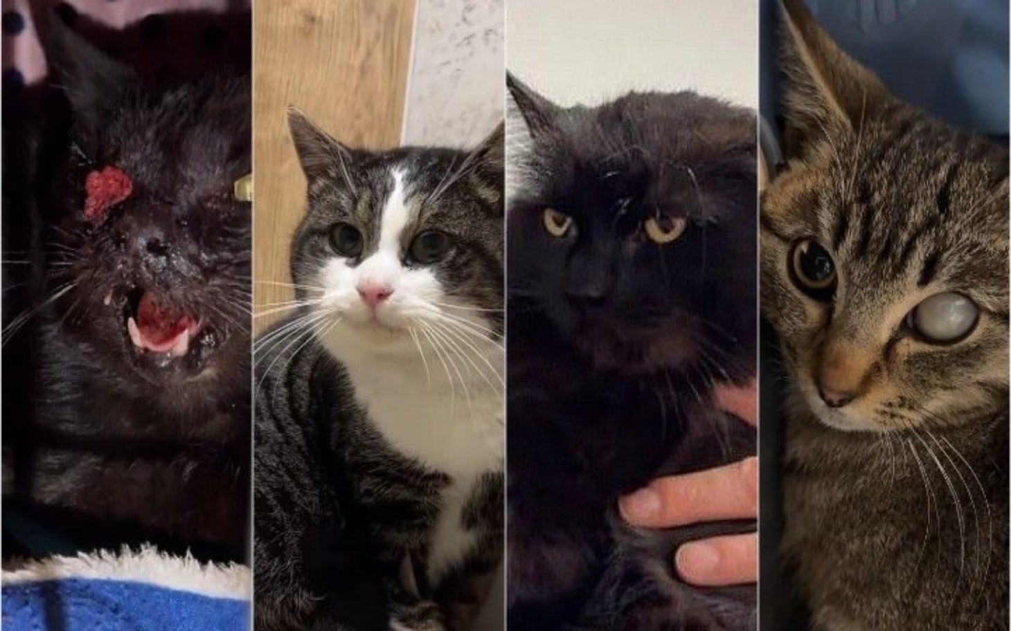 
        Cztery koty w różnych pozach, wyglądają na zróżnicowane.
    