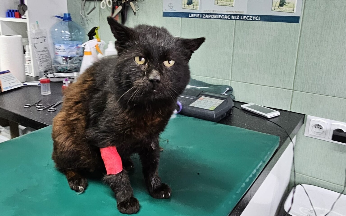 
        Kot z opatrunkiem na łapie, w gabinecie weterynaryjnym.
    