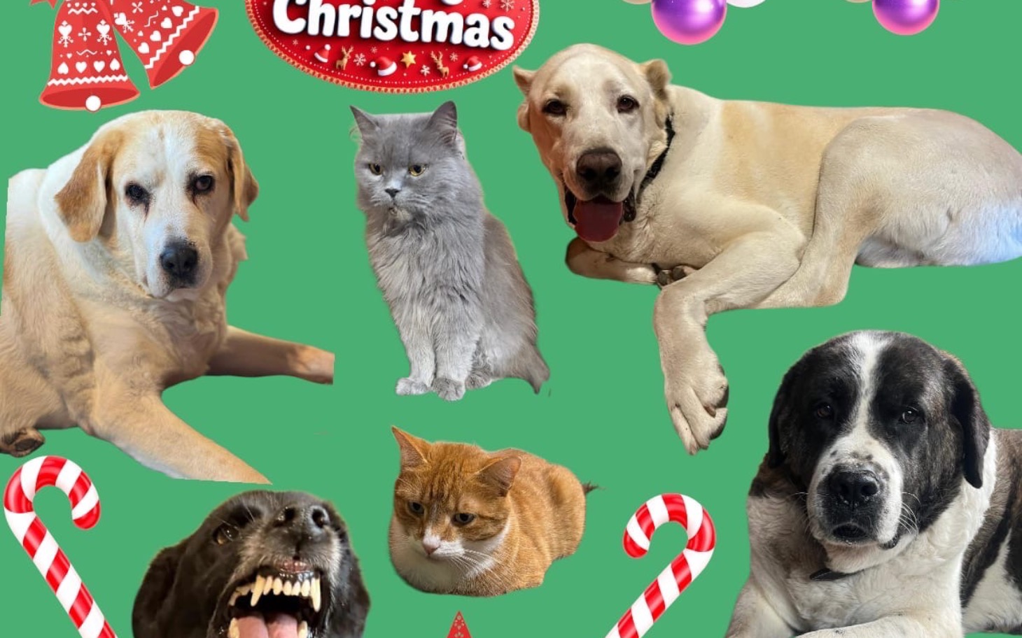 
        Zwierzęta w różnych pozach, świąteczna atmosfera.
    