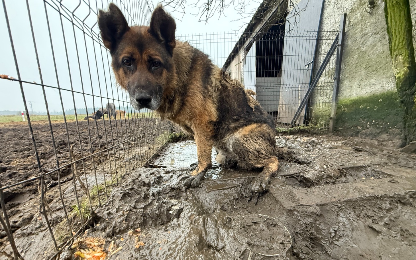 
        Pies w błocie, zmartwiony, siedzi przy ogrodzeniu.
    