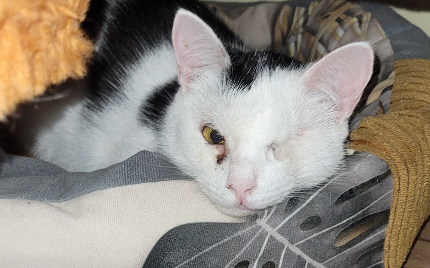 
        Zwierzęta w schronisku czekające na adopcję.
    