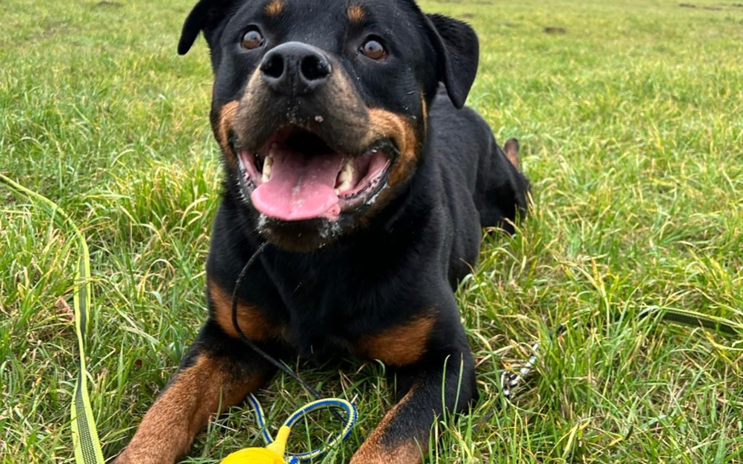 
        Rottweiler leżący na trawie, uśmiechający się do kamery.
    