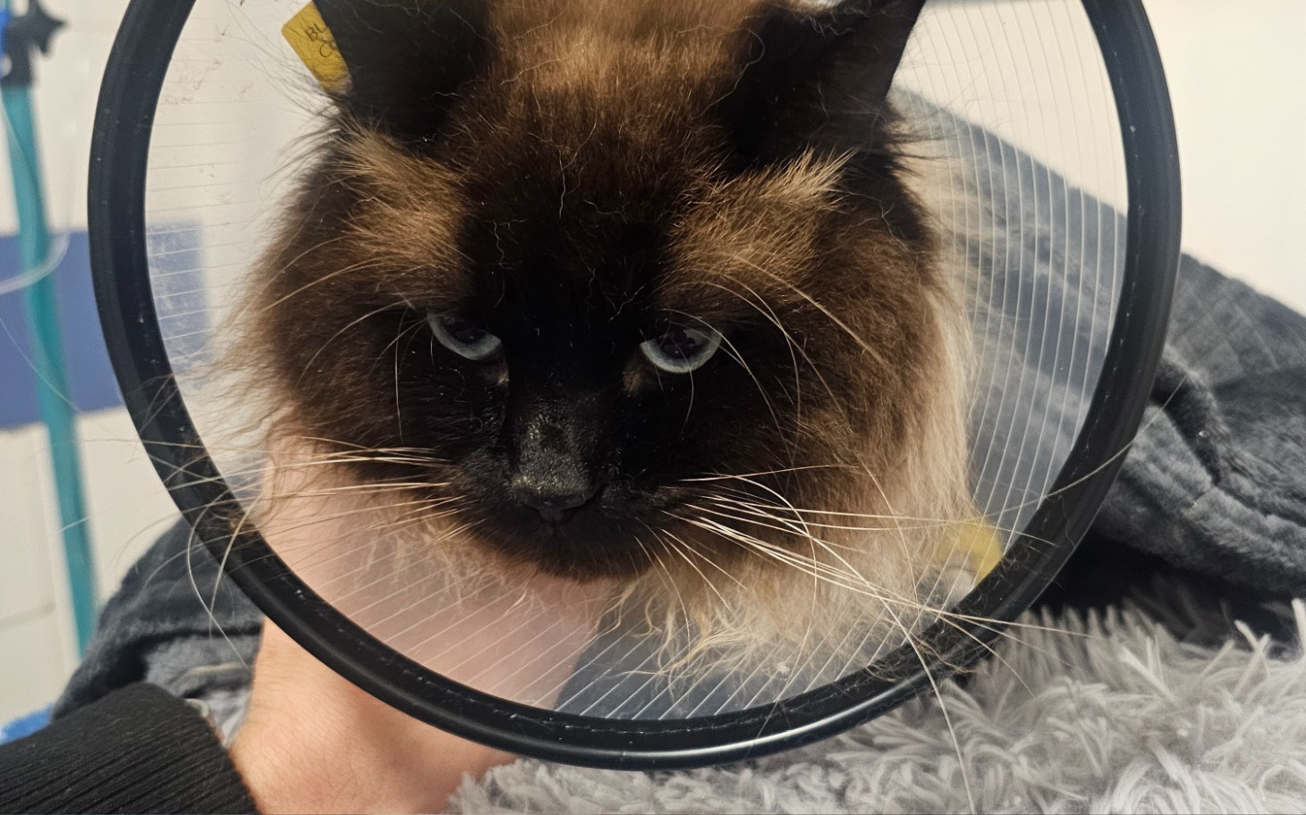 
        Kot w kołnierzu ochronnym, wygląda na zmartwionego.
    