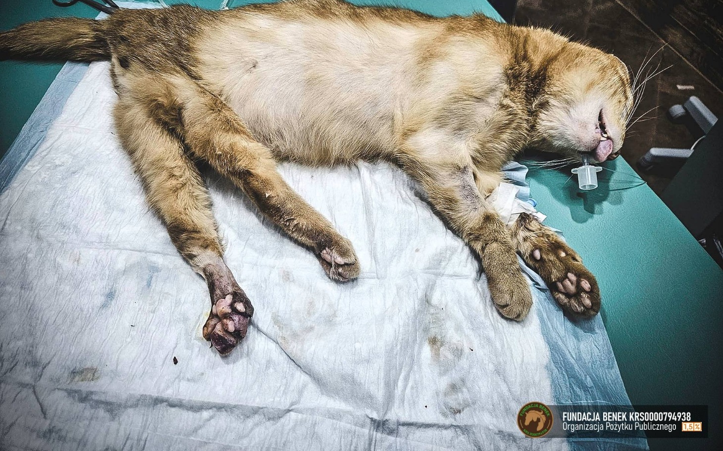 
        Chory kot leżący na stole operacyjnym, potrzebujący pomocy.
    