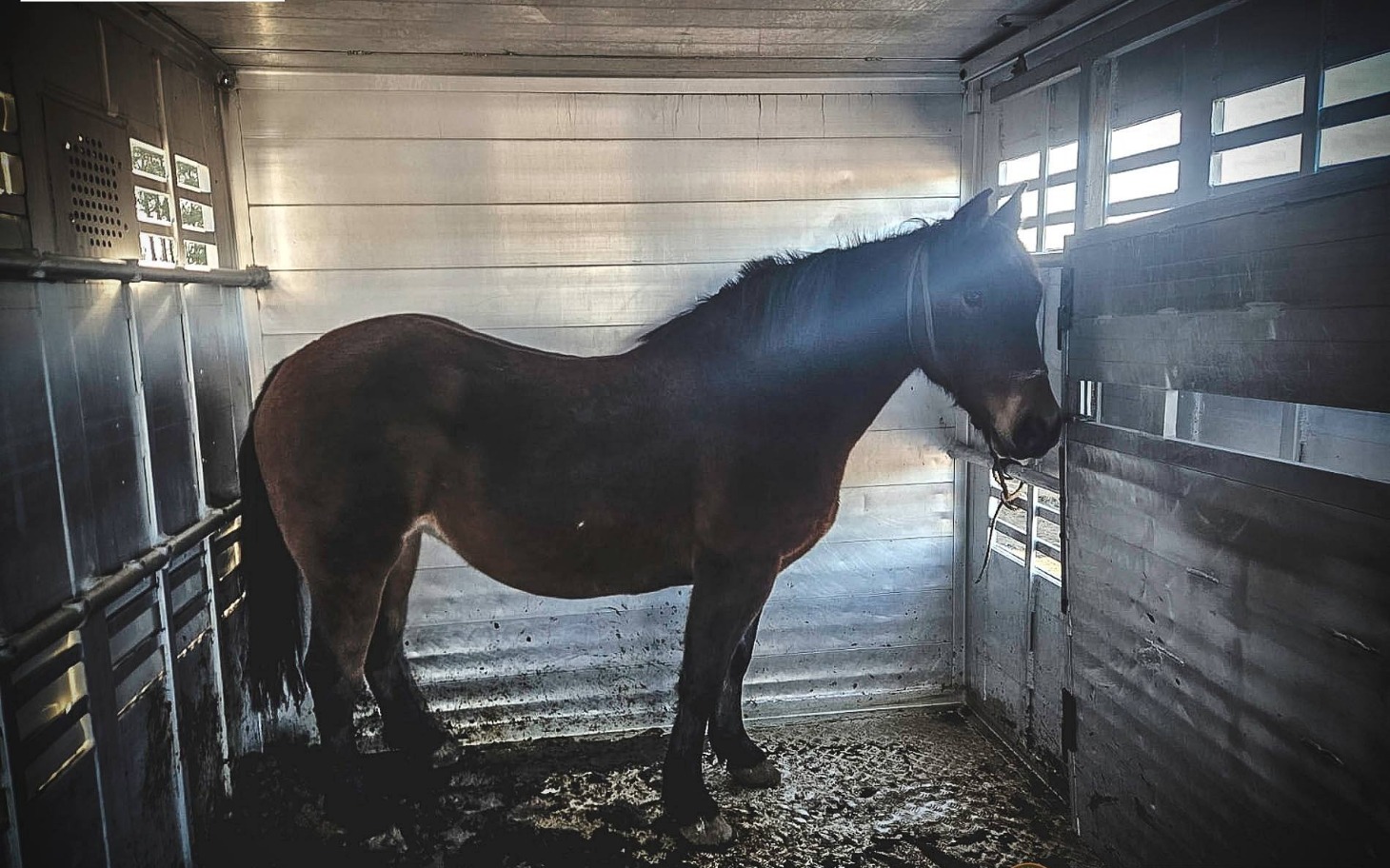 Koń w przyczepie, czekający na transport.