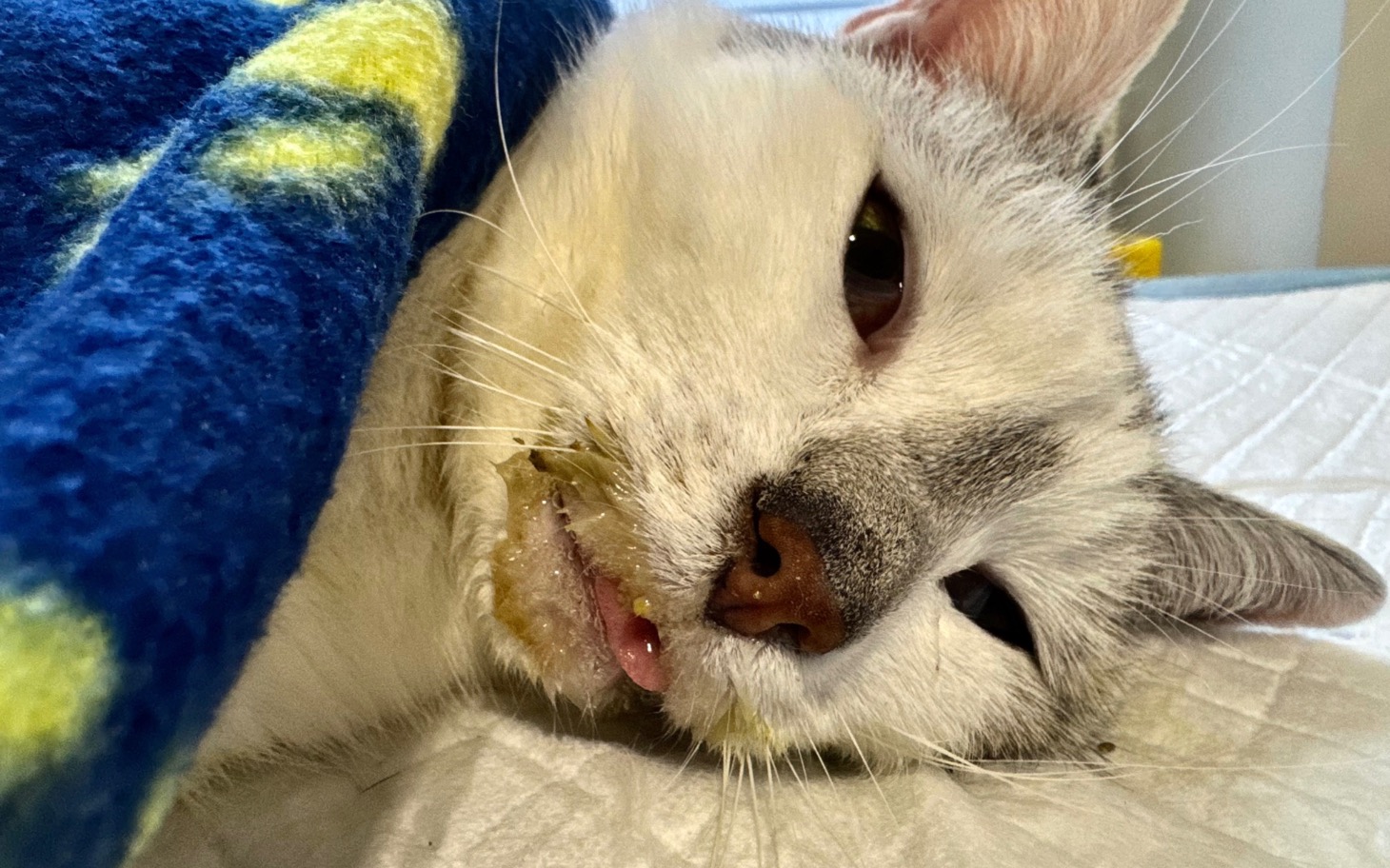 
        Kot owinięty w koc, z widoczną twarzą.
    