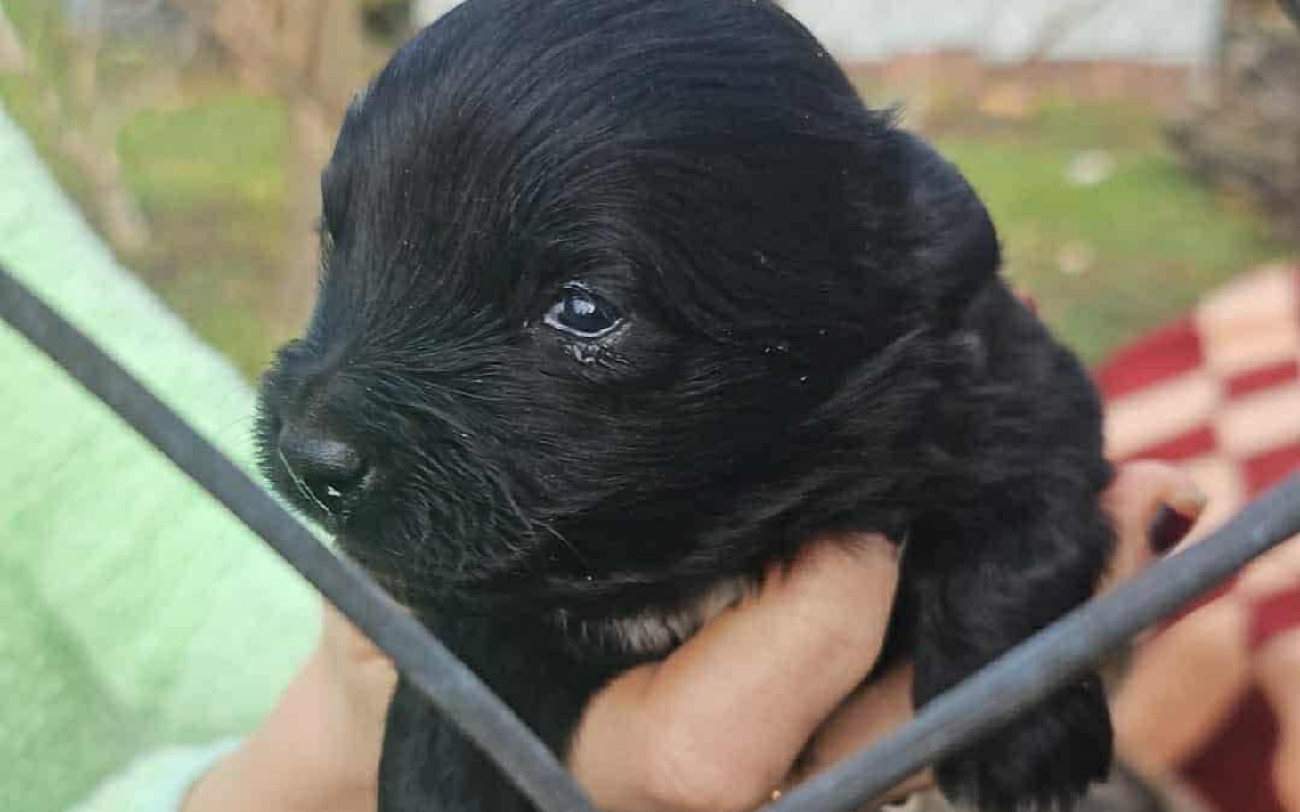 
        Szczeniak trzymany w rękach, z wyrazistym spojrzeniem.
    