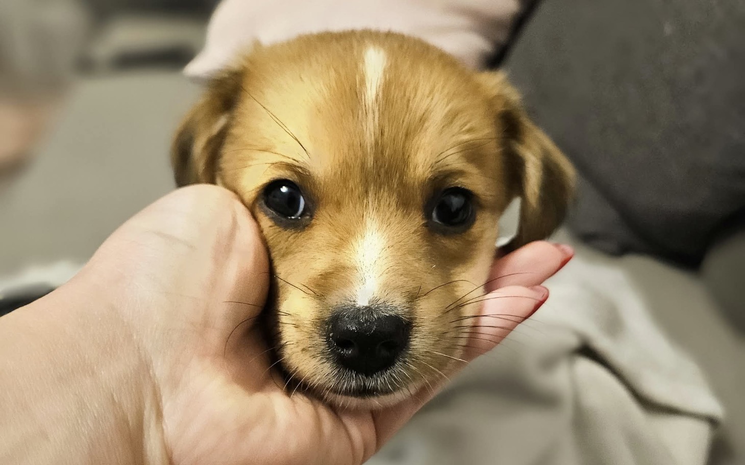 
        Słodki szczeniak trzymany w dłoni, z dużymi oczami.
    