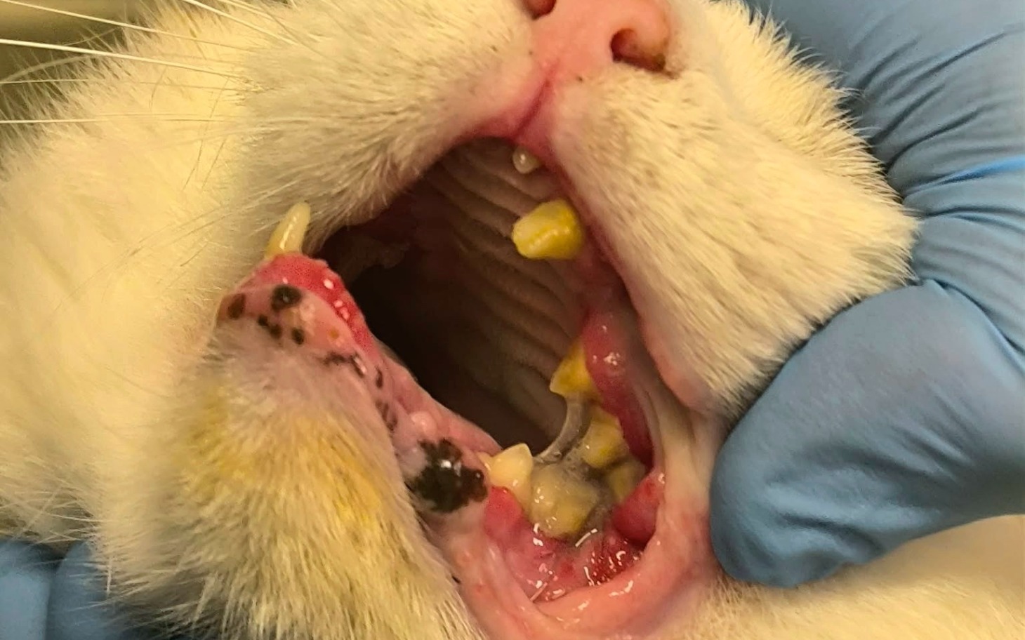 
        Weterynarz bada zęby kota, ukazując problemy zdrowotne.
    