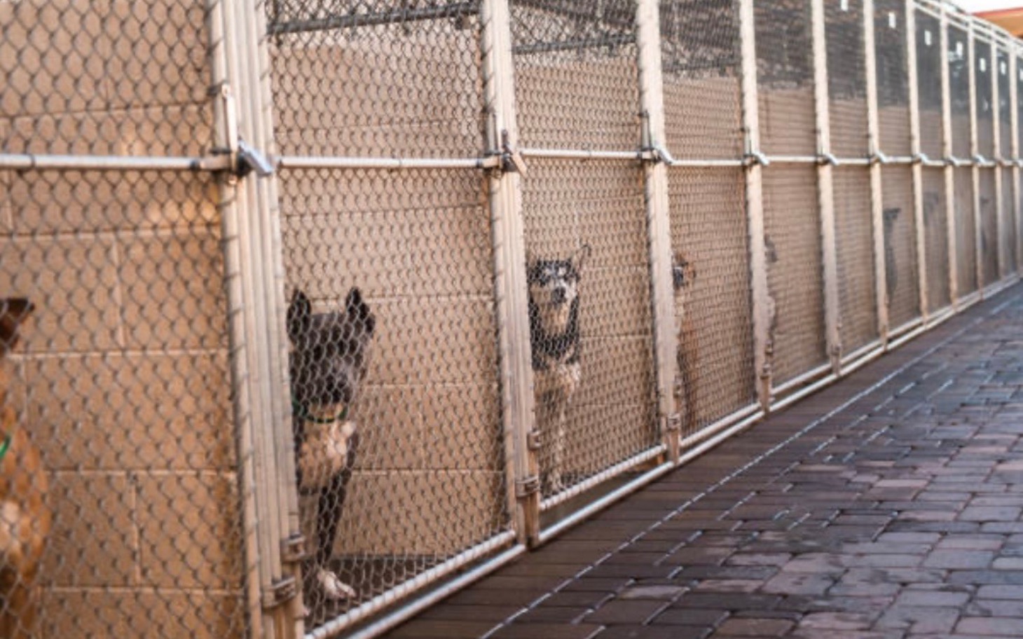 
        Psy w schronisku czekające na adopcję.
    