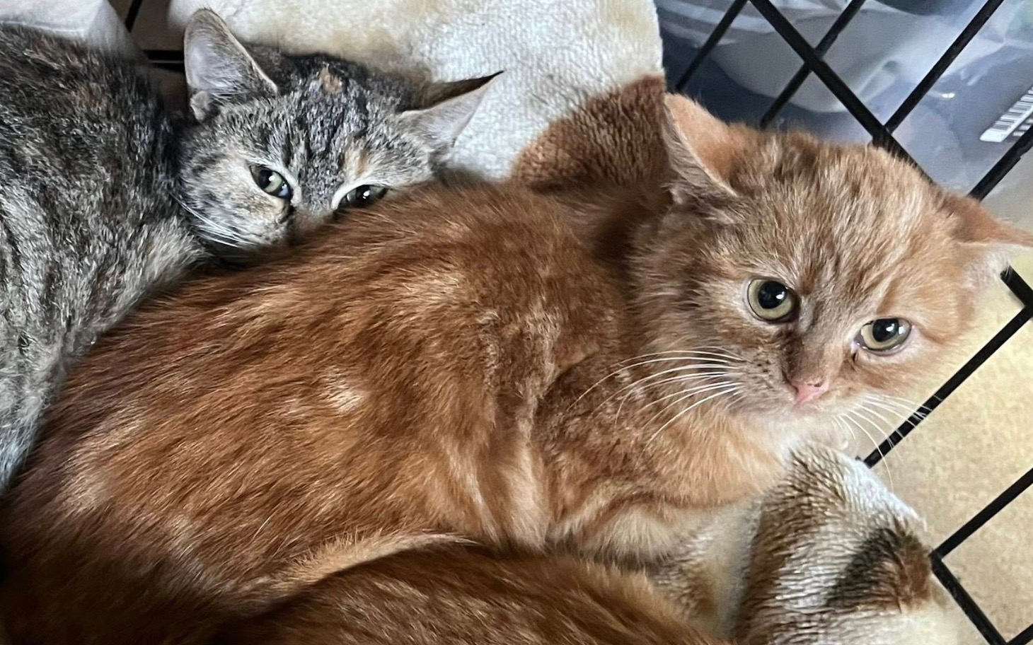 
        Dwa koty leżące razem, jeden rudy, drugi szary, w przytulnym miejscu.
    