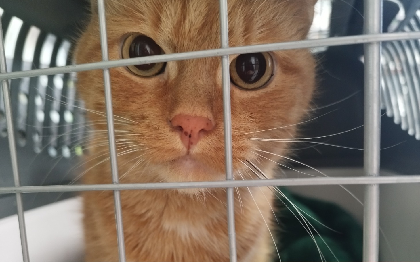 
        Kot w klatce, z ciekawym spojrzeniem.
    