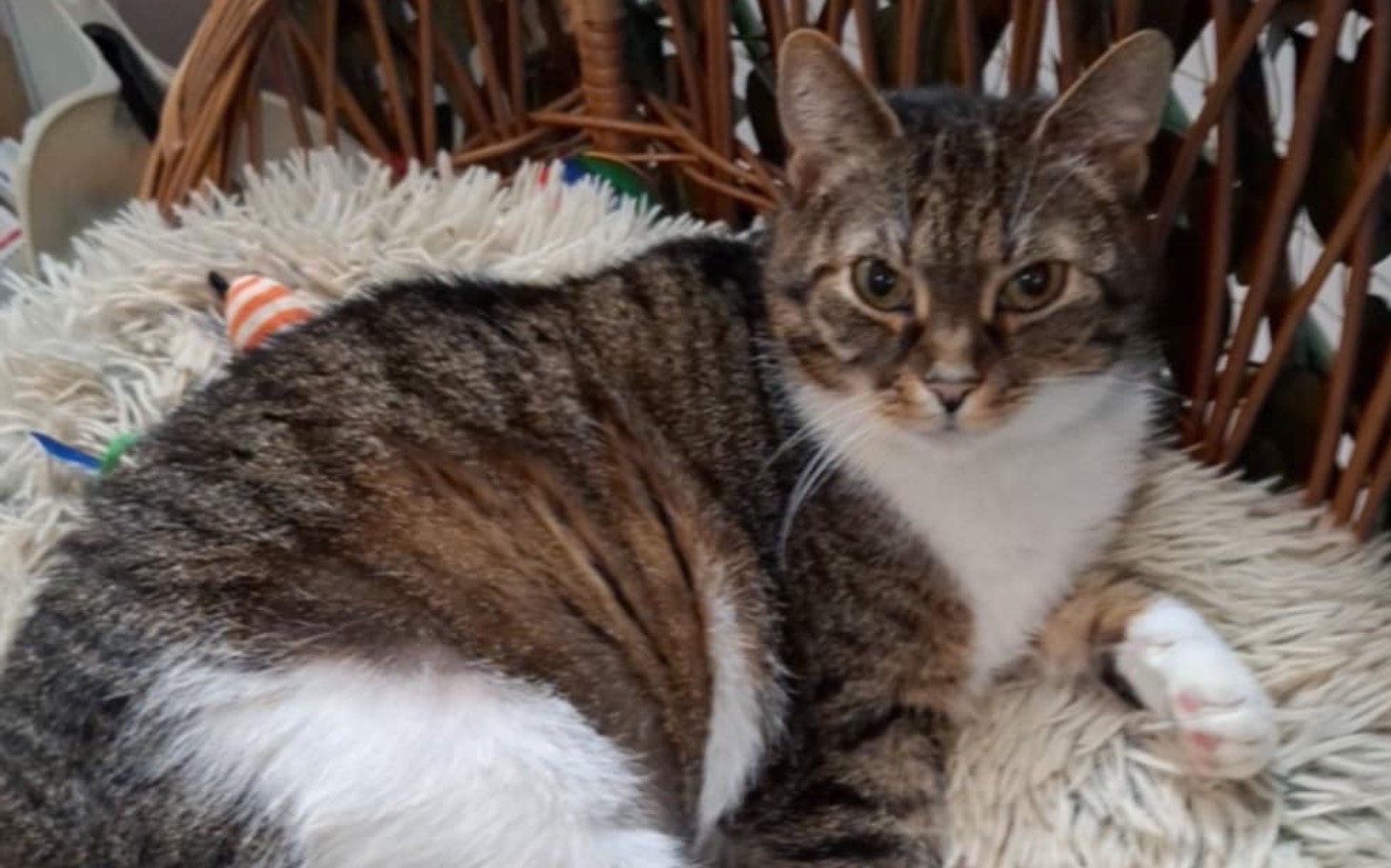 
        Kot leżący na miękkim posłaniu, z wyrazem spokojnej twarzy.
    