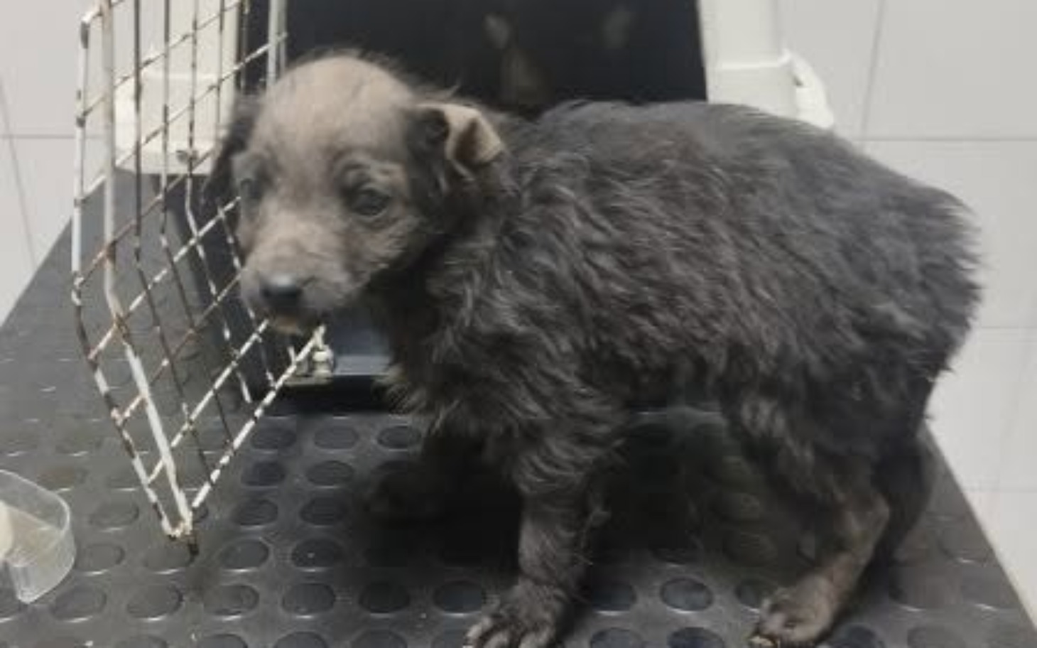 
        Szczeniak w schronisku, potrzebujący miłości i opieki.
    