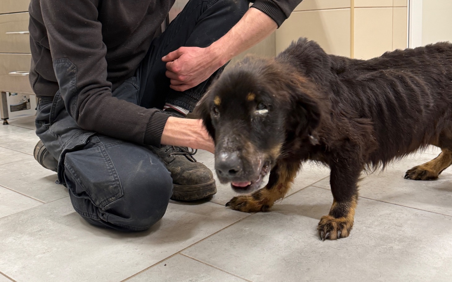 
        Zaniedbany pies w gabinecie weterynaryjnym.
    