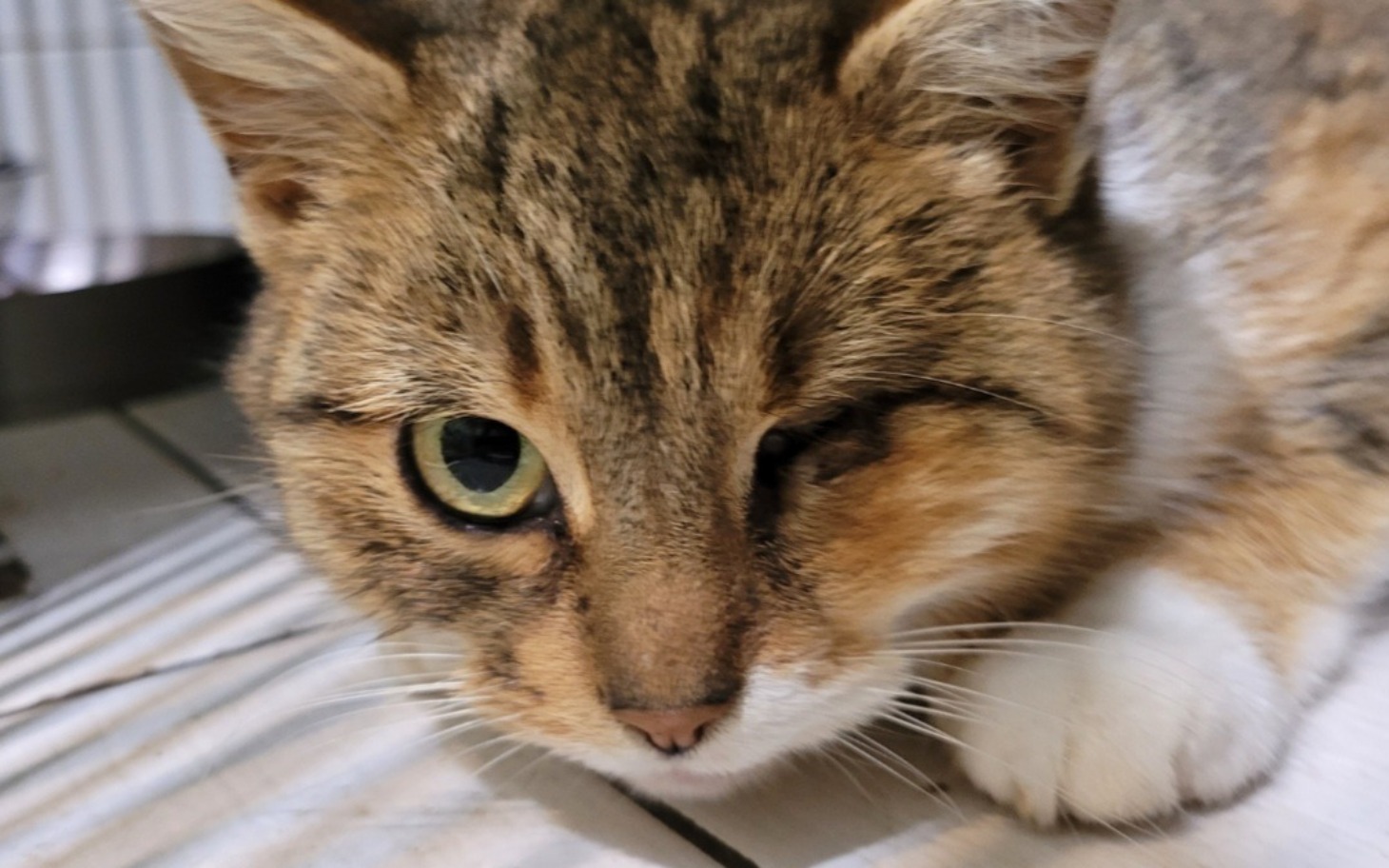 
        Kot z jednym okiem, leżący na podłodze.
    