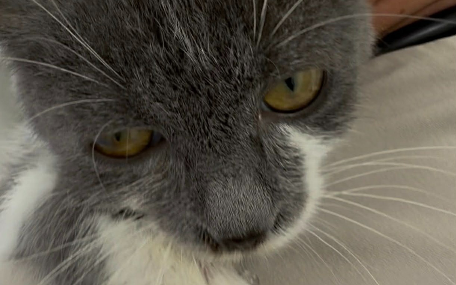 
        Zbliżenie na szarego kota z wyrazistymi oczami.
    