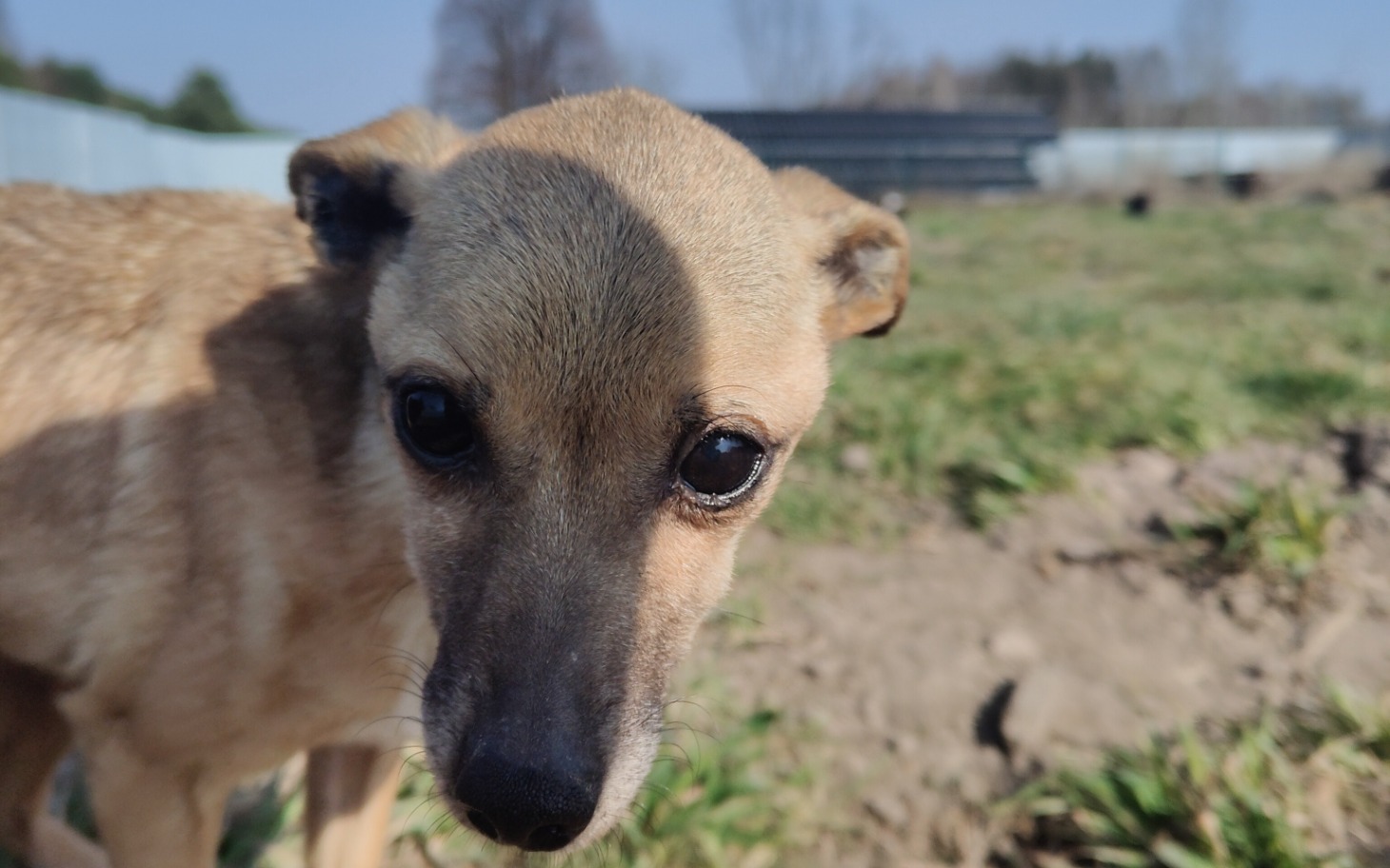 
        Zbliżenie na psa w schronisku.
    