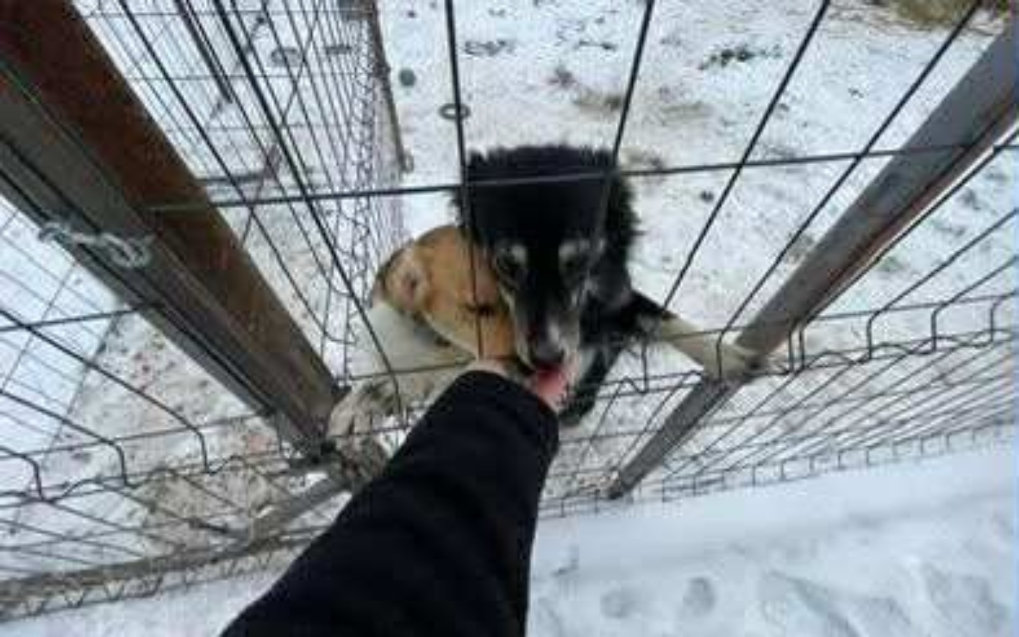 
        Pies wyciągający łapę przez ogrodzenie.
    