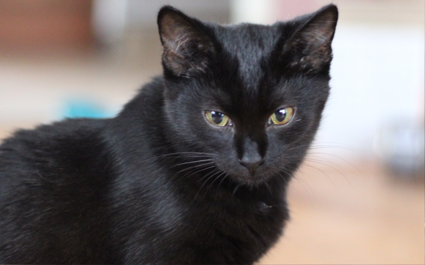 
        Czarny kot z zielonymi oczami.
    