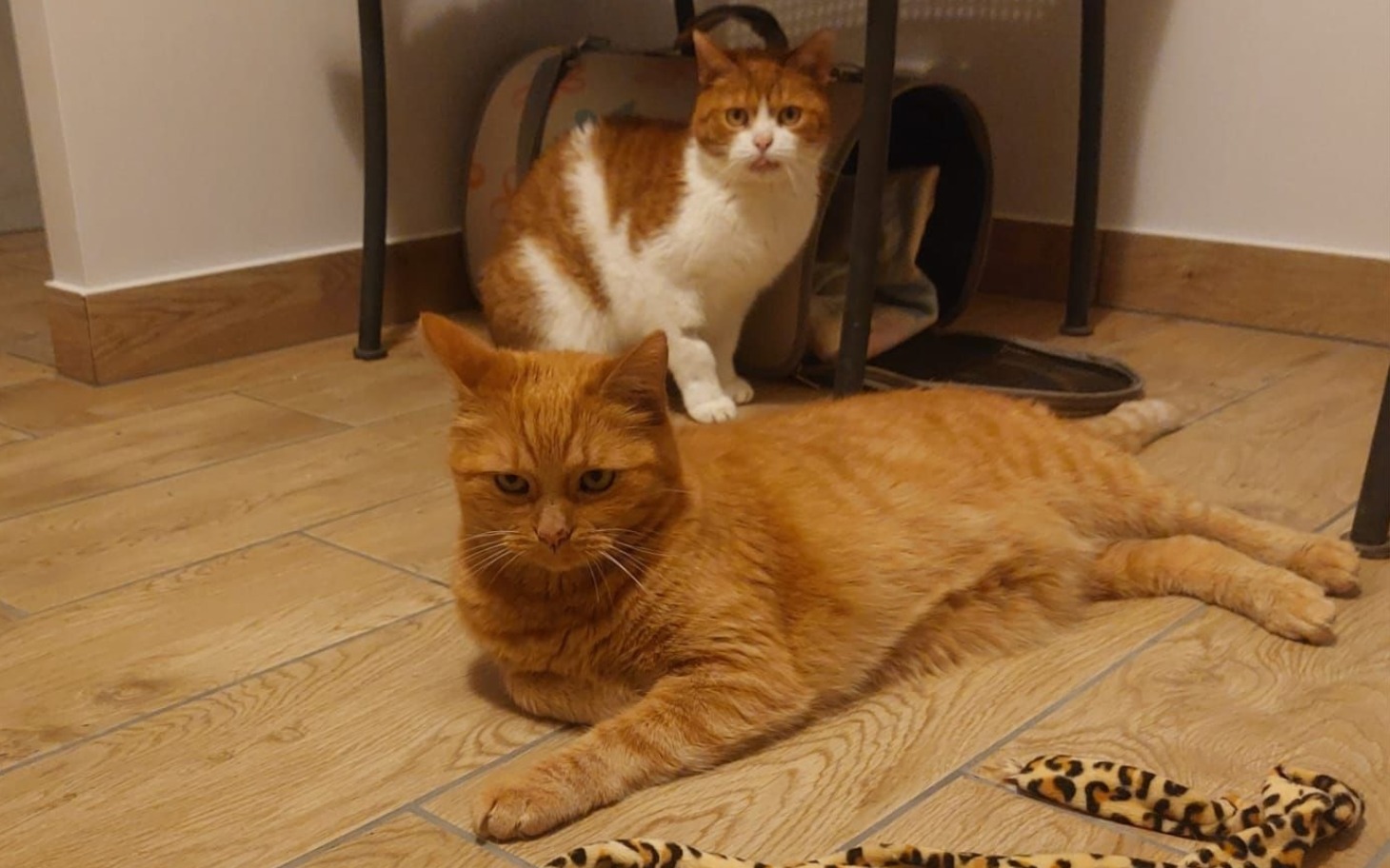 
        Dwa rude koty w domu, jeden leży, drugi patrzy.
    