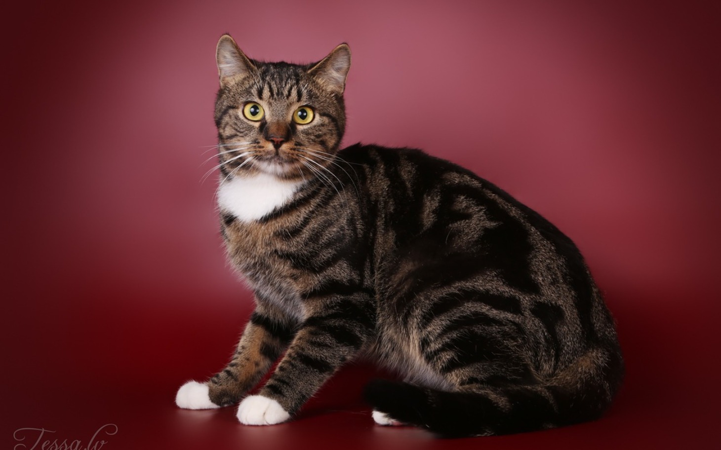 
        Kot na czerwonym tle, patrzący w obiektyw.
    