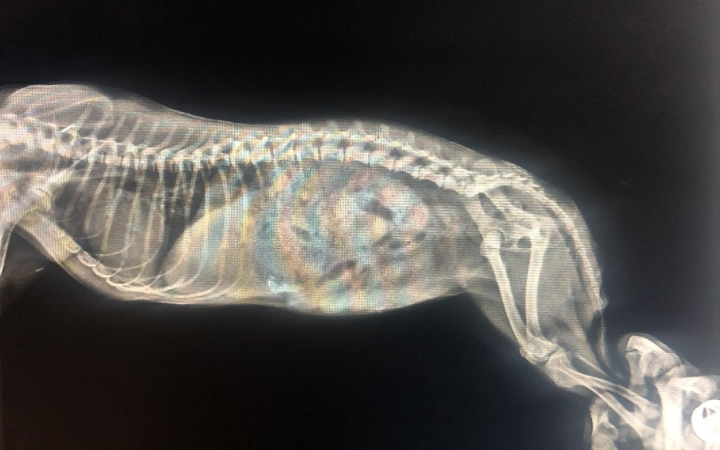 
        Rentgen psa, ukazujący wewnętrzne organy.
    