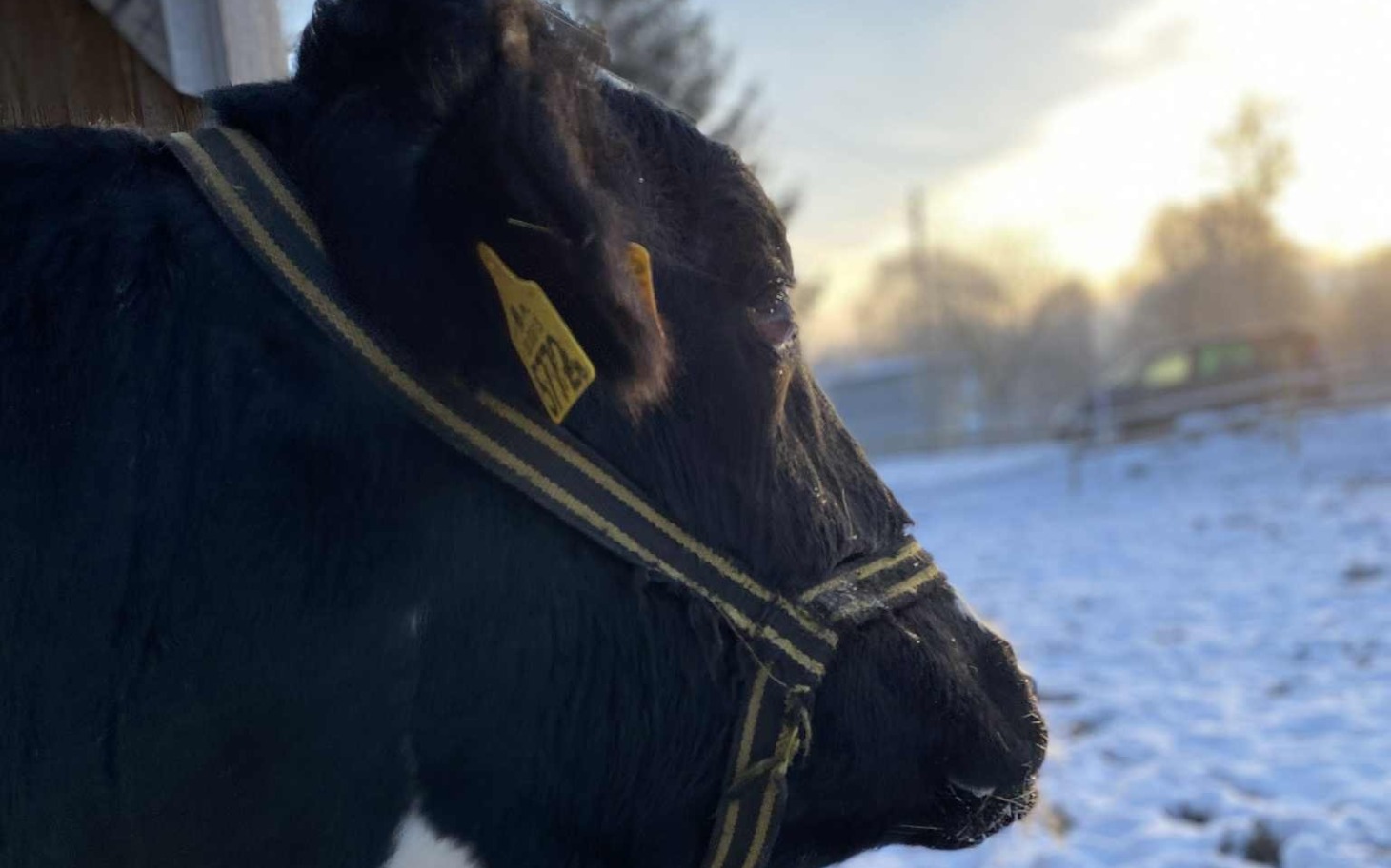 
        Czarna krowa na tle zimowego krajobrazu.
    